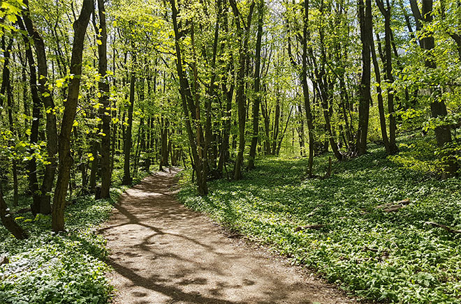 Waldweg mit frühlingshaftem Grün