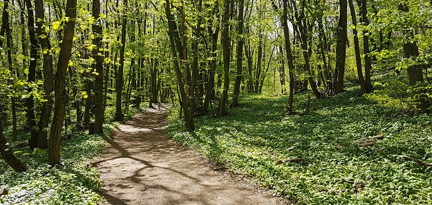 Waldspaziergang